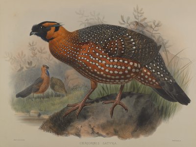 Ceriornis Satyra von John Gould